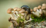 Pilze - Mushrooms (57)