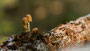 Pilze - Mushrooms (47)