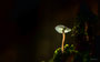 Pilze - Mushrooms (28)