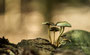 Pilze - Mushrooms (48)
