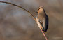 Seidenschwanz (Bombycilla garrulus)