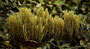 Steife Koralle (Ramaria stricta) - Gruppe
