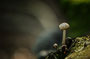 Pilze - Mushrooms (51)