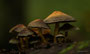 Pilze - Mushrooms (5)