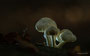 Pilze - Mushrooms (60)