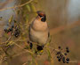 Seidenschwanz (Bombycilla garrulus)