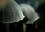 Pilze - Mushrooms (2)