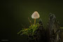 Pilze - Mushrooms (3)