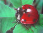 Inv 1713. Coccinelle, 13 février 2004. Acrylique sur bois, 70x50cm