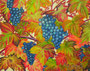 Weintrauben,Aquarellstift laviert,24x30,2012 (Privatbesitz)