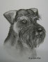 Schnauzer,Kohle,24x18,2009 (Privatbesitz)