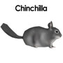 Chinchilla