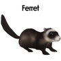 Ferret