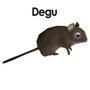 Degu