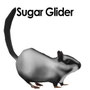 Sugar Glider