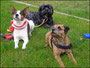 PUMA (Terrier-Mix), TOSKA (Tibet-Terrier) und Audrey (Border-Terrier)