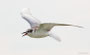 Weißbartseeschwalbe / Whiskered Tern (Chlidonias hybrida) | Seewinkel, August 2015