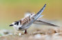 Weißbartseeschwalbe / Whiskered Tern (Chlidonias hybrida) | Seewinkel, August 2015