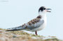 Weißbartseeschwalbe / Whiskered Tern (Chlidonias hybrida) | Seewinkel, August 2015