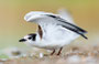 Weißbartseeschwalbe / Whiskered Tern (Chlidonias hybrida) | Seewinkel, August 2015