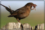 Amsel auf Texel