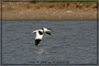 Säbelschnäbler auf Texel