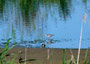 Dunkler Wasserläufer Sommer 2013 (c) D. Koch