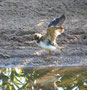 Flussregenpfeifer Wagbachniederung Juli 2014 (c) D. Koch