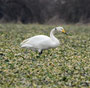 Singschwan Feb. 2012 Lampertheim (c) F. Schrauth