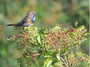 Blaukehlchen Juli 2014 (c) B. Steiner