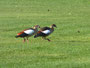 Nilgänse (c) D. Koch