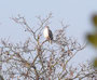 heller Mäusebussard, Nov 2011 HD Neckarkanal (c) F. Linhart