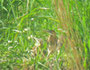 Purpurreiher juv 26.4.11 Wagbachniederung (c) C. Steinkamp