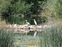 Grau- und Silberreiher Aug 2012 Wieblingen (C) F. Linhart