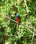 Eisvogel Wagbachniederung Juli 2014 (c) D. Koch