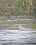 Teichwasserläufer 12.4.12 Waghäusel (c) C. Steinkamp