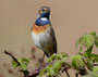 Blaukehlchen Mai 2012 Wagbachniederung (c) F. Schrauth