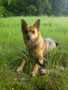 My little dog Gini