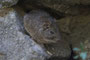 Degu Unterart - Octodon lunatus