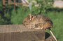 Degu Unterart - Octodon bridgesi