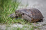 Schildkröte, Florida