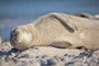 Robben, Helgoland