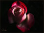 Rose "Nostalgie" 2