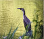 Kormoran (Vogel des Jahres 2010)