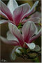 Magnolie