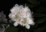 1. Platz Fotowettbewerb 2010 "Rhododendronblüte im Kurpark Malente"