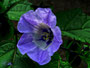 Giftblüte