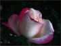 Rose "Nostalgie"