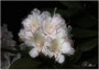 Gewinner - Fotowettbewerb - Rhododendron - Kurpark - Malente