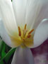 Tulpenblüte - Sehnsucht nach dem Frühling